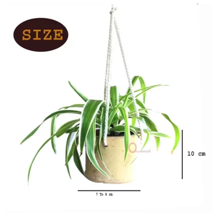 Round Pot Hanging Planter